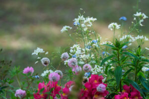 海の中道海浜公園の季節の花の写真