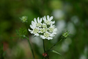 海の中道海浜公園の季節の花の写真