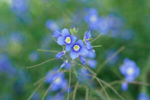 海の中道海浜公園の季節の花の写真