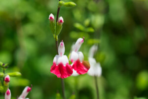 海の中道海浜公園の季節の花の写真