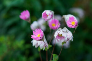 海の中道海浜公園の季節の花の写真