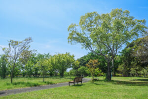 海の中道海浜公園の新緑の写真
