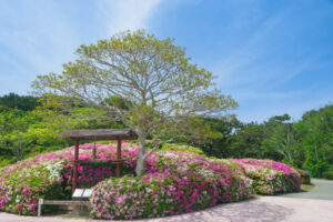 海の中道海浜公園のつつじの写真