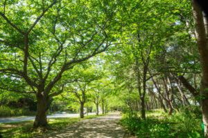 海の中道海浜公園の新緑の写真