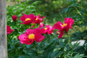 筥崎宮花庭園の芍薬の写真