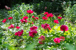 筥崎宮花庭園の芍薬の写真