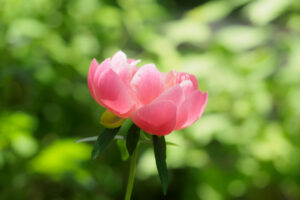 筥崎宮花庭園の芍薬の写真