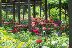 筥崎宮花庭園の芍薬の写真