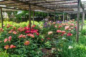 筥崎宮花庭園の芍薬の写真