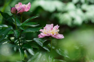 筥崎宮花庭園の芍薬の写真
