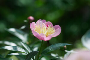 筥崎宮花庭園の芍薬の写真