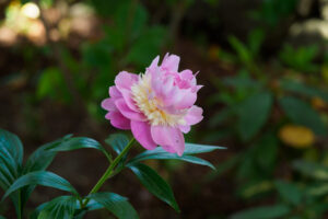 筥崎宮花庭園の芍薬の写真