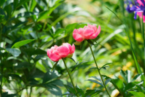 筥崎宮花庭園の芍薬の写真