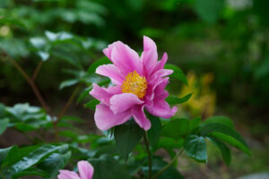 筥崎宮花庭園の芍薬の写真