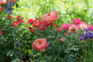 筥崎宮花庭園の芍薬の写真