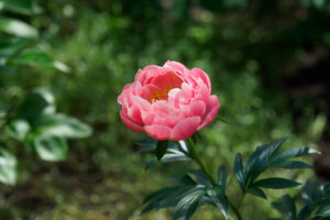 筥崎宮花庭園の芍薬の写真