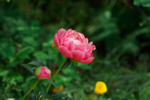 筥崎宮花庭園の芍薬の写真