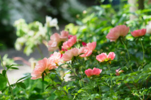 筥崎宮花庭園の芍薬の写真