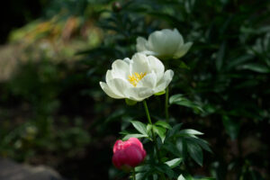 筥崎宮花庭園の芍薬の写真
