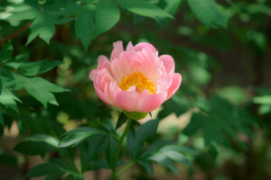筥崎宮花庭園の芍薬の写真