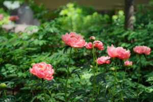 筥崎宮花庭園の芍薬の写真