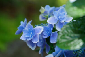 筥崎宮花庭園の紫陽花の写真