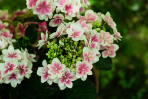 筥崎宮花庭園の紫陽花の写真