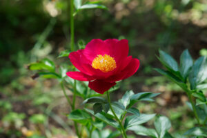 筥崎宮花庭園の芍薬の写真