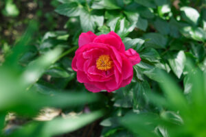 筥崎宮花庭園の芍薬の写真