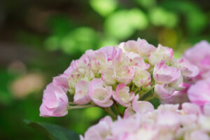 筥崎宮花庭園の紫陽花の写真