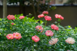 筥崎宮花庭園の芍薬の写真