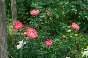 筥崎宮花庭園の芍薬の写真