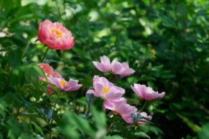 筥崎宮花庭園の芍薬の写真