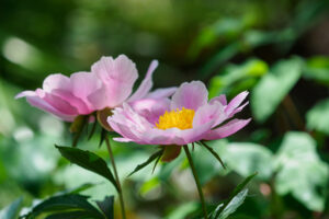 筥崎宮花庭園の芍薬の写真
