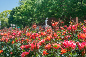 石橋文化センターのバラの写真