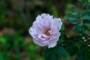 石橋文化センターのバラの写真