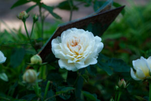 石橋文化センターのバラの写真