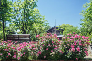 石橋文化センターのバラの写真