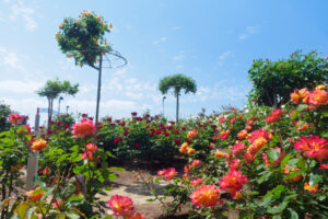駕与丁公園のバラの写真