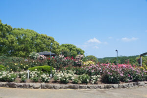 駕与丁公園のバラの写真