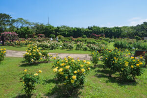 海の中道海浜公園のバラの写真