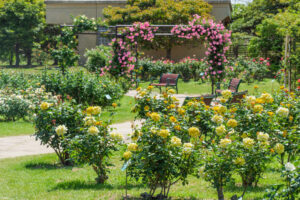 海の中道海浜公園のバラの写真