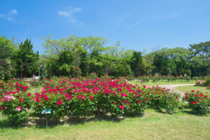 海の中道海浜公園のバラの写真