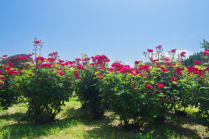 海の中道海浜公園のバラの写真