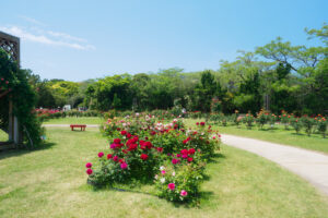 海の中道海浜公園のバラの写真