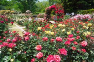 福岡市植物園のバラの写真