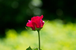 福岡市植物園のバラの写真