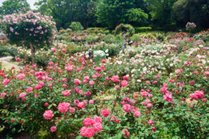 福岡市植物園のバラの写真