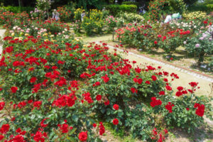 福岡市植物園のバラの写真