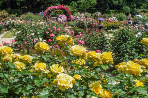 福岡市植物園のバラの写真